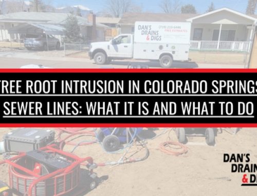 Tree Root Intrusion in Colorado Springs Sewer Lines: What It Is and What to Do